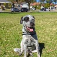 Photo of Gibble   2 Year Old Cattle Dog X Wolfhound (Trial)