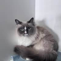 Photo of Shadow 