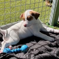 Photo of D1172 Cadbury 