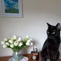 Photo of Penny