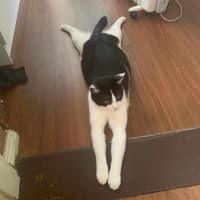 Photo of Luffy   Located In Preston