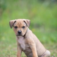 Photo of Apollo