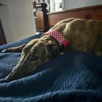 Photo of Richie The Greyhound 