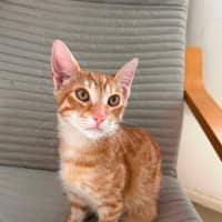 Photo of Bowie 
