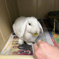 Photo of Bunny Parton & Bun Scott *From Pet Stock Milperra* 