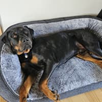 Photo of Shadow