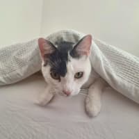 Photo of Little Guy   In Foster In Care In Brunswick East