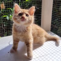 Photo of Cheeto (K54)