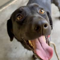 Photo of Luna