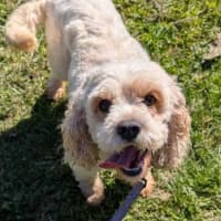 Photo of Odie