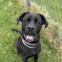 Photo of Laika