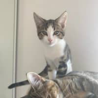 Photo of Ross Golden