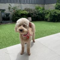 Photo of Sweet Little Lily