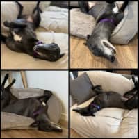 Photo of Shyla