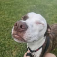 Photo of Stella 