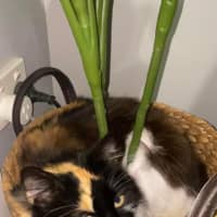 Photo of Dolly Purrton