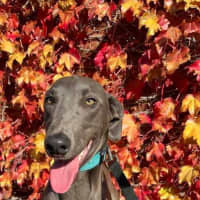 Photo of Caper