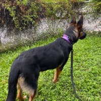 Photo of Lavender *$350 Adoption Fee*