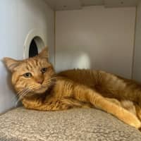 Photo of Link