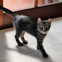 Photo of Pompompurin