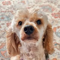 Photo of Sophie   10 Year Old Poodle X