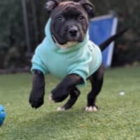 Photo of Juno