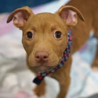 Photo of Abbi