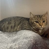Photo of Snowball