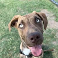 Photo of Ryder 