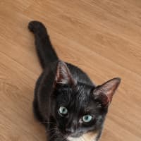 Photo of Frankie   6 Month Old Domestic Medium Hair