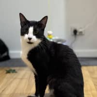 Photo of Manson   2 Year Old Domestic Short Hair (Trial)