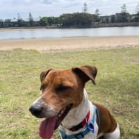 Photo of Fenton   2 Year Old Jack Russell