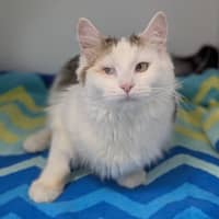 Photo of Shilo