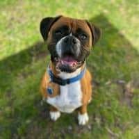 Photo of Toto