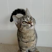 Photo of Trumpet