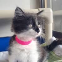 Photo of Poppy