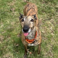 Photo of Resin The Greyhound