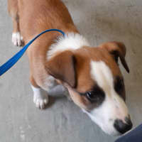 Photo of Rogue (Tuff)