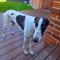 Photo of Panda, The Greyhound