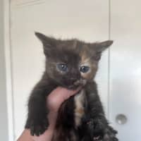 Photo of Evie