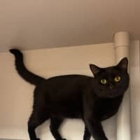 Photo of Finnegan