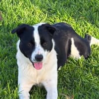 Photo of Tux