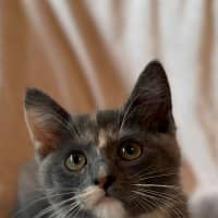 Photo of Cookie   In Foster Care In Bentleigh East