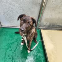 Photo of Archibald (63882)