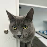 Photo of Penny