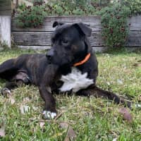 Photo of Buster
