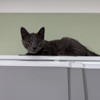 Photo of Niles