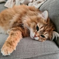 Photo of Milly Siberian