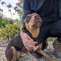 Photo of Lunaris (Maggie)