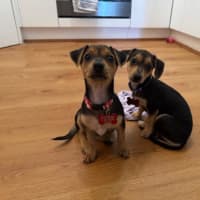 Photo of Nala, Brandy And Cookie